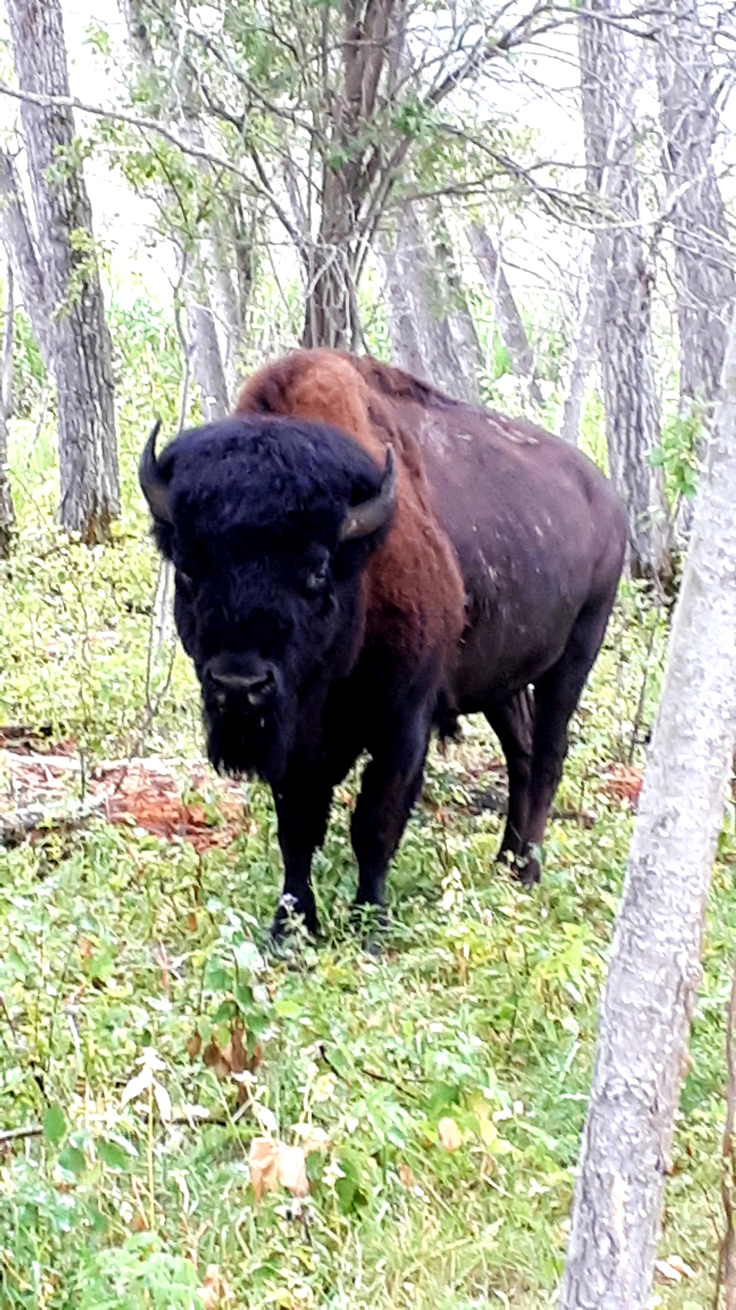 1/4 Share Bison (fall 2024 delivery)