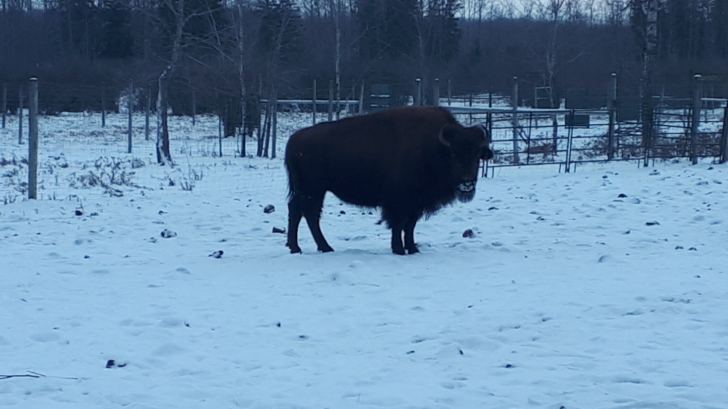 Quarter Bison finish your order