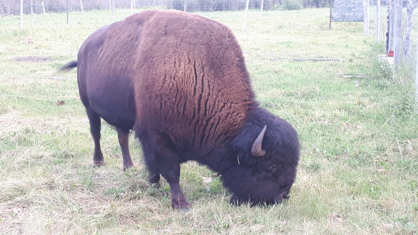 Cull bison deposit (quarter)
