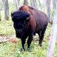 1/4 Share Bison (fall 2024 delivery) - DEPOSIT