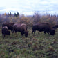 Side of Bison (fall 2026) (Deposit)