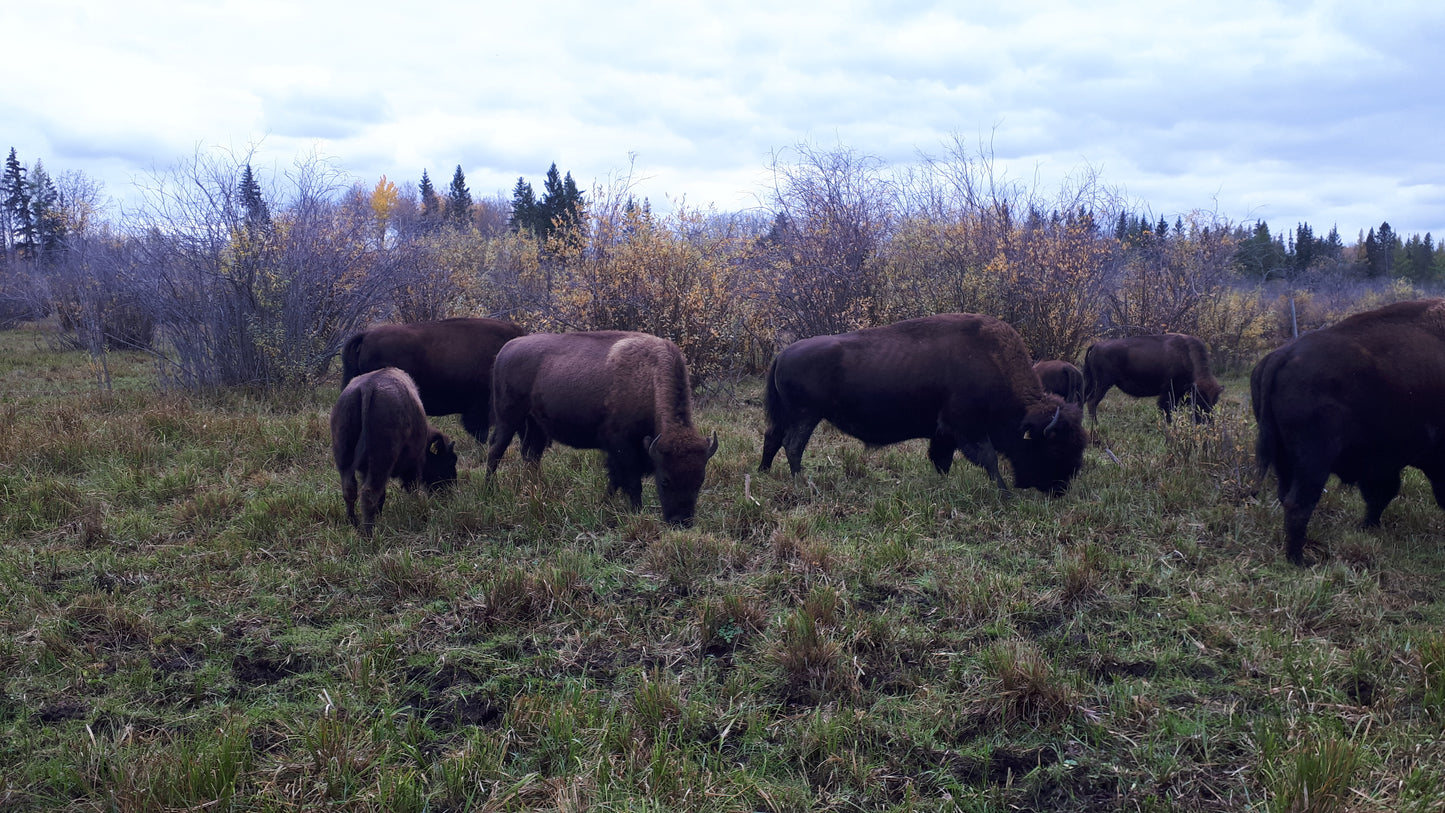 Side of Bison (fall 2026) (Deposit)
