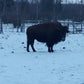Whole Bison (fall 2026) (Deposit)