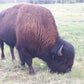 Side of Bison (fall 2026) (Deposit)