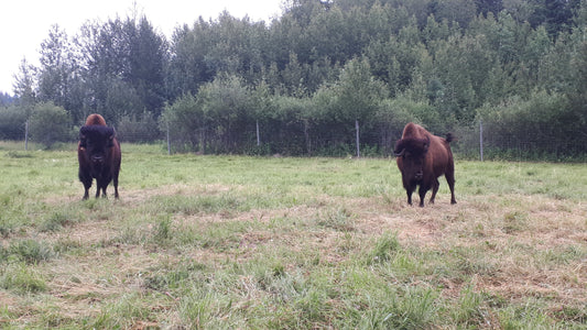 Cull bison deposit (quarter)