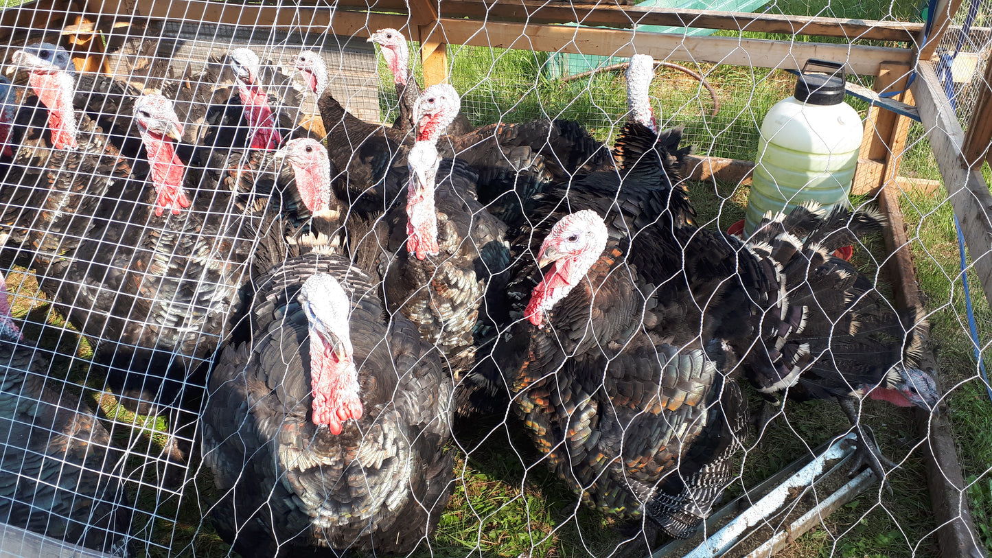 Pastured poultry deposit