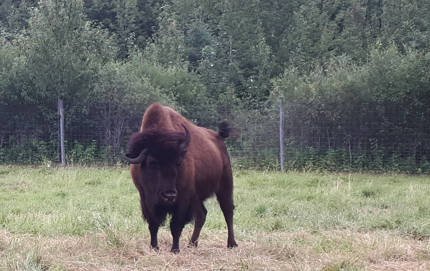 Cull bison deposit (quarter)